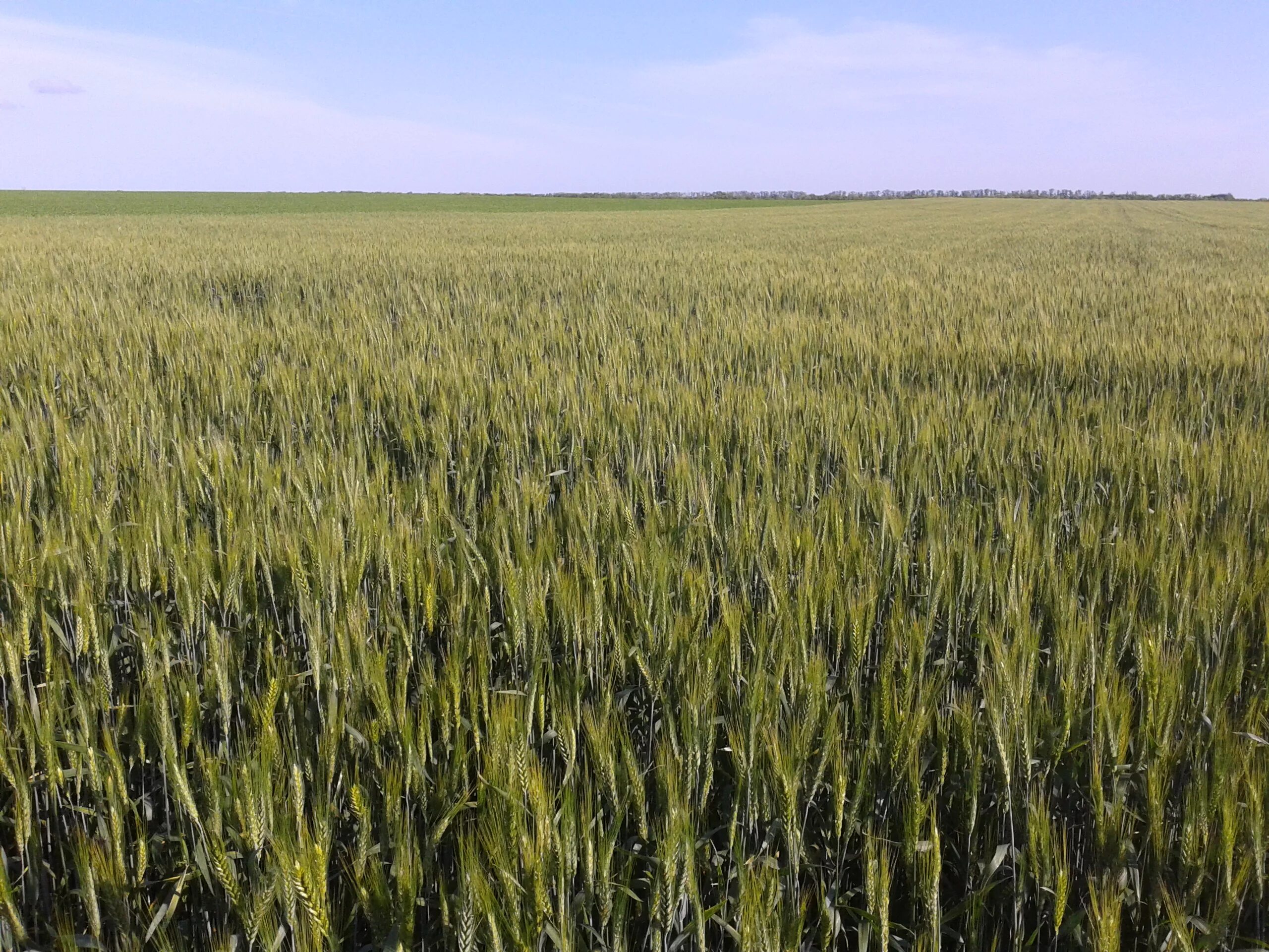 Озимая пшеница таня. Ячмень кубани. Пшеница озимая краснодарский край. Сорт пшеницы ахмат. Пшеница озимая краснодарский край.