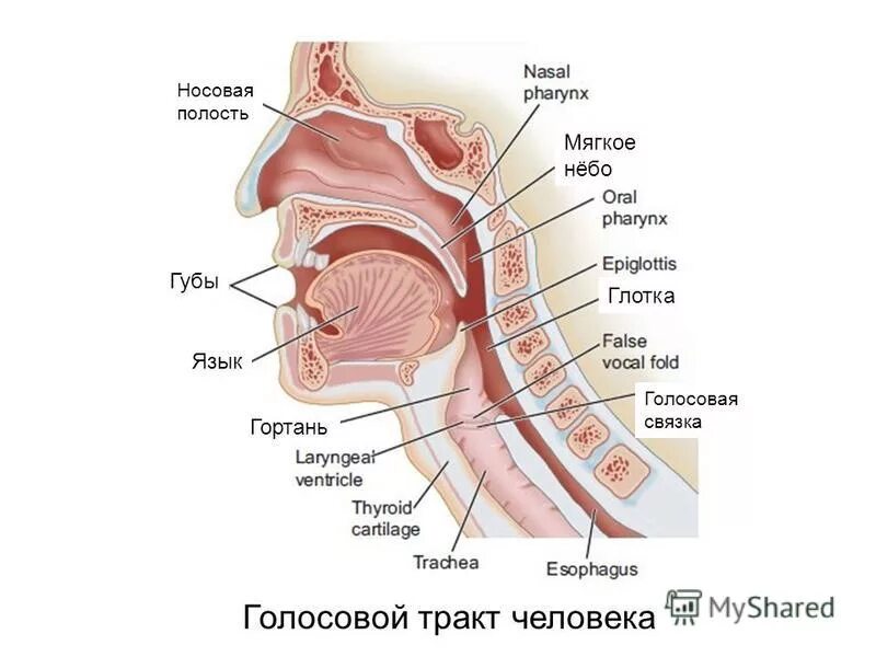 Голосовой язык. Строение голосового аппарата. Голосовой аппарат мягкое небо. Голосовой аппарат гортани. Схема речевого тракта.