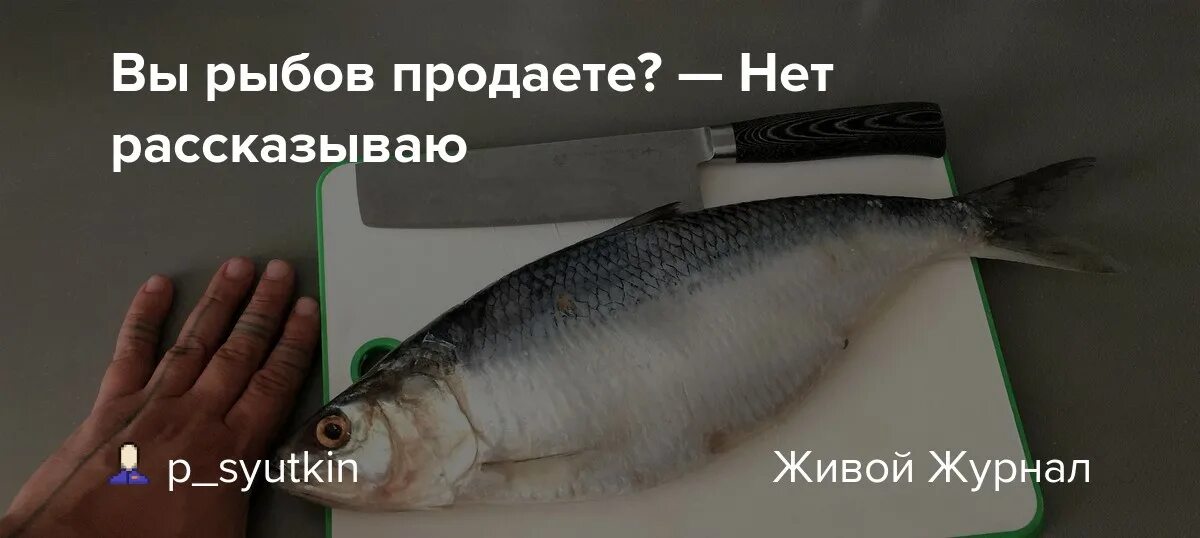 Рыб продаете. Вы Рыбов продаете нет. Рыбов продаете картинка. А ВВ рыбу продаете.