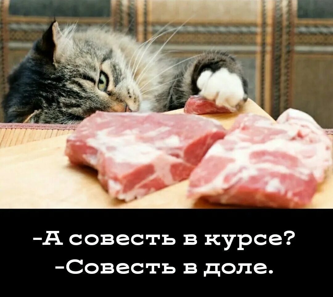 Совесть кота. Демотиваторы с котиками. Совесть в доле. Совесть демотиватор. Демотиваторы про котов.