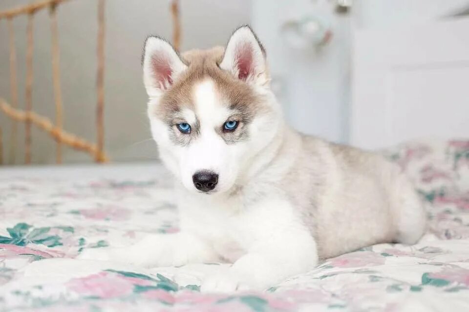 хаски девочка с голубыми глазами. серый хаски с голубыми глазами. сибирский хаски серый. сибирская хаски сера. сибирский хаски белый.