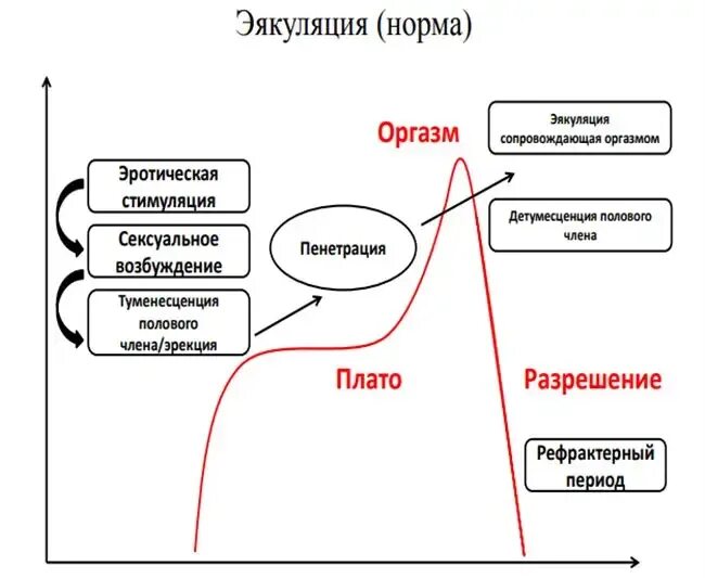 Почему падает во время полового акта. Причины раннего Семяизвержения. Преждевременное семя извержения причины. Преждевременная эякуляция причины. Схема процесса эякуляции.