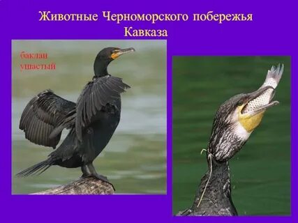 Животные черноморского побережья 4 класс