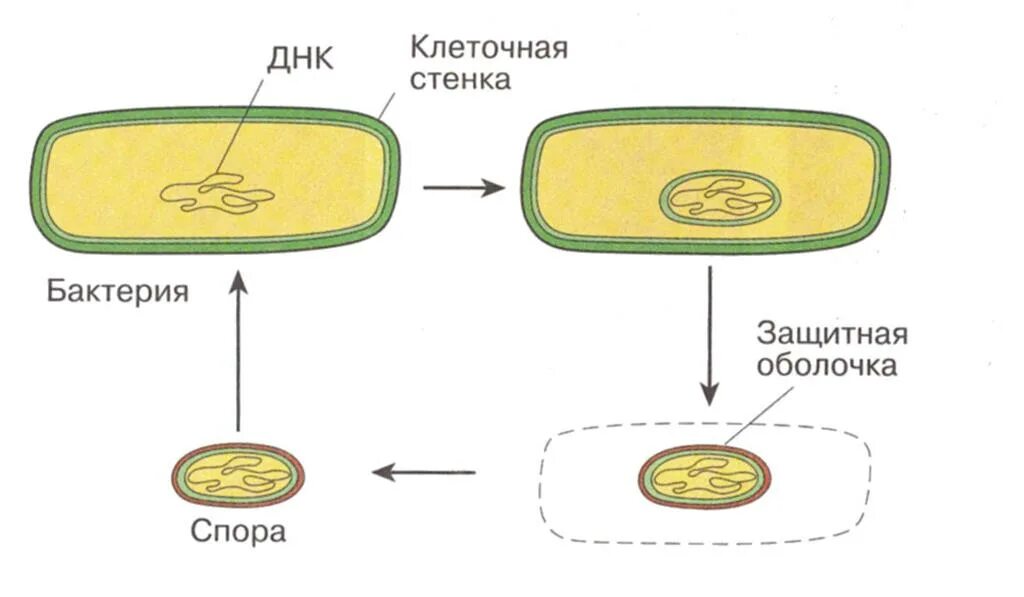 Споры прокариот. Прокариотическая клетка спорообразование. Схема образования спор у бактерий. Спорообразование клетки бактерии. Спора бактериальной клетки.