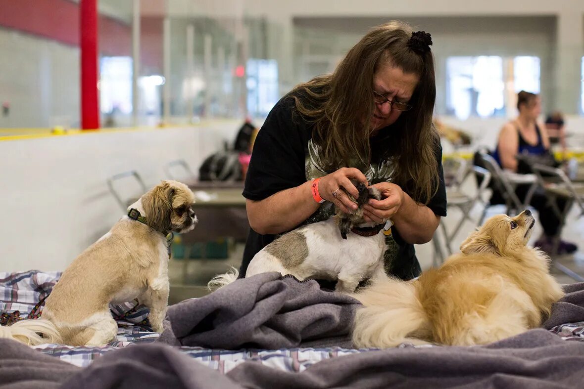 Look after Pets. To look after a Pet. Man looks after Pets. Look after your Pet. After your pet