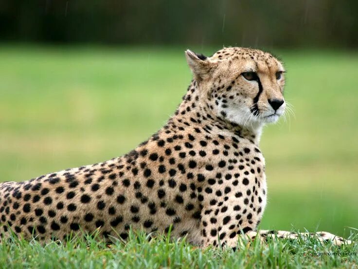 I am a cheetah, which wildlife animal are you? www.whatanimalaml.com