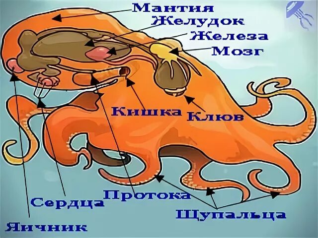 осьминог интересные факты. смешной осьминог. сердце осьминога. у осьминога три сердца. сколько сердец у осьминога.