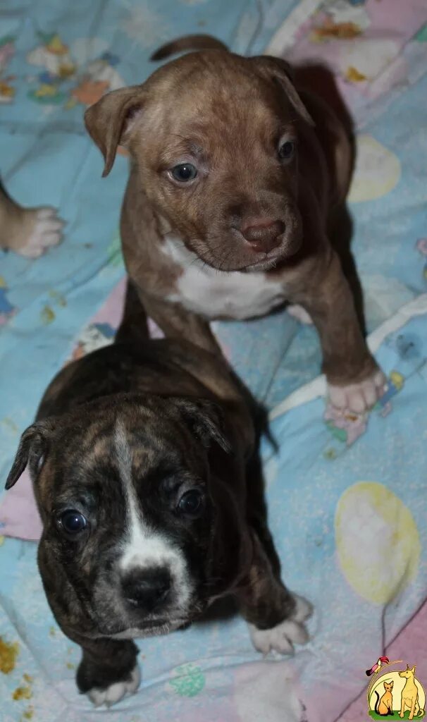 2 месячный щенок питбуля. Американский питбуль щенок 3 месяца. Питбуль щенок месяц. Питбуль щенок месяц. Питбуль щенок месяц.