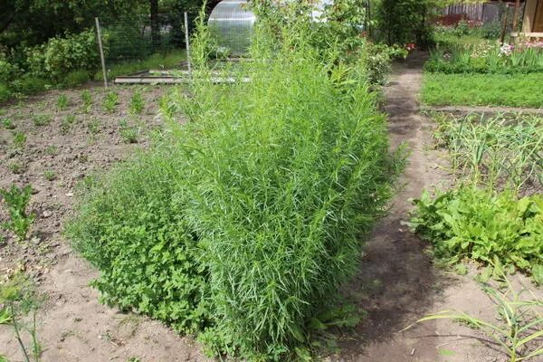 Как посеять эстрагон. Эстрагон рассада. Как посеять эстрагон. Тархун куст. Тархун трава рассада.