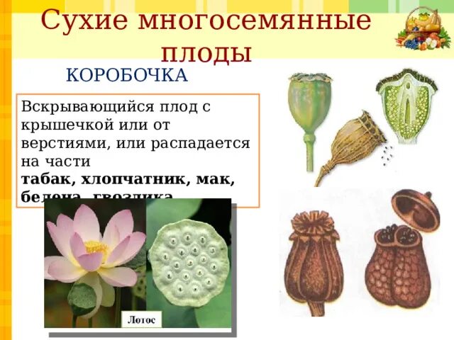Коробочка плод примеры растений Плод коробочка
