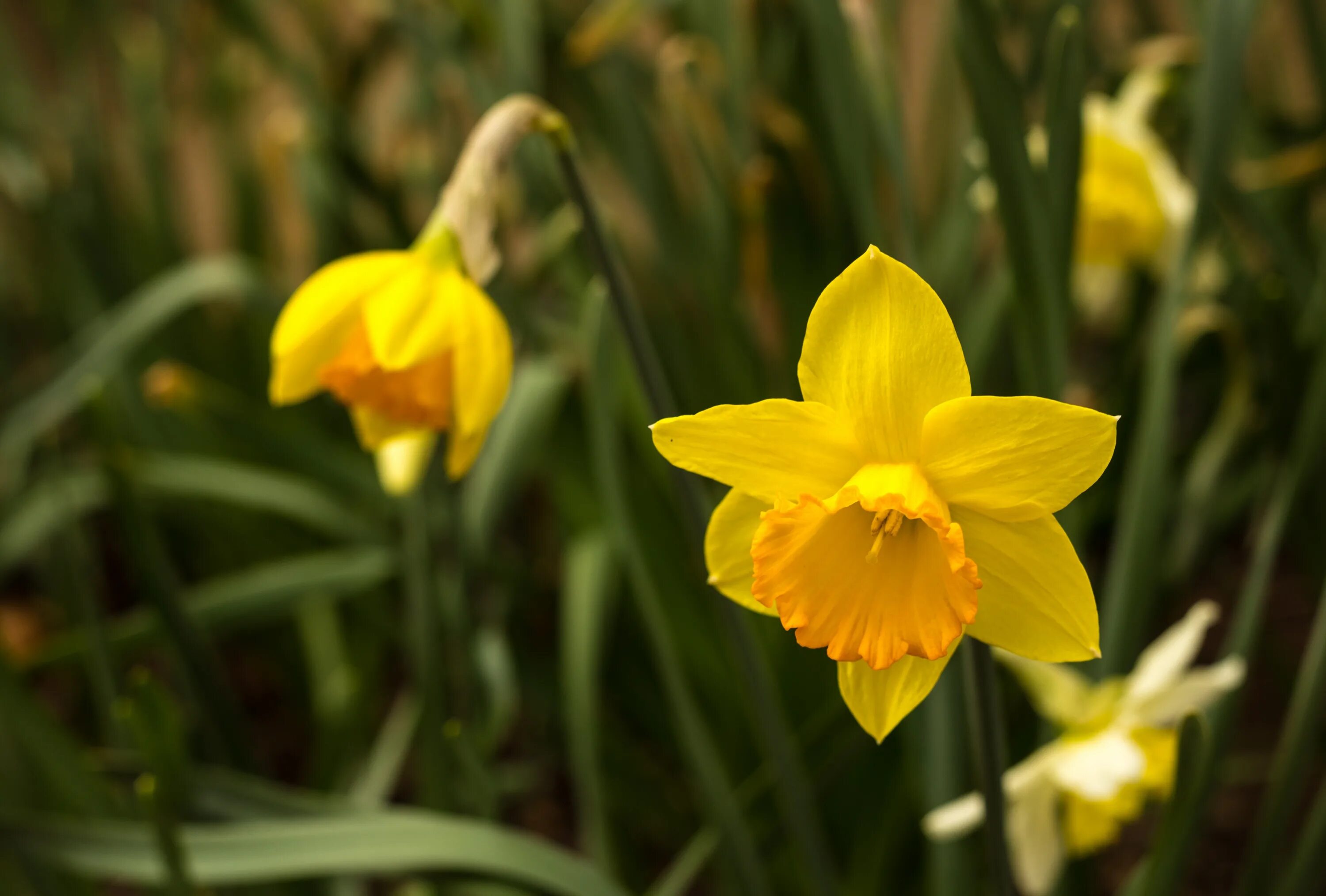 Как называются первые желтые цветы. Желтый ранний Нарцисс. Нарциссы куст. Желтые весенние цветы. Желтые цветочки ранние весенние.