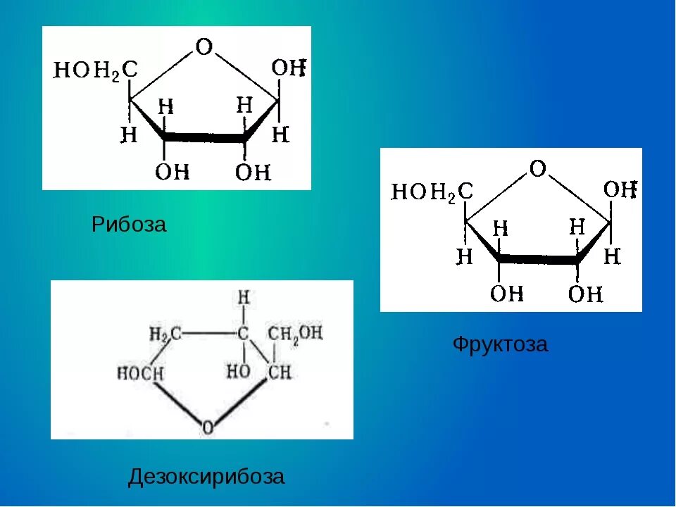 Фруктоза рибоза дезоксирибоза