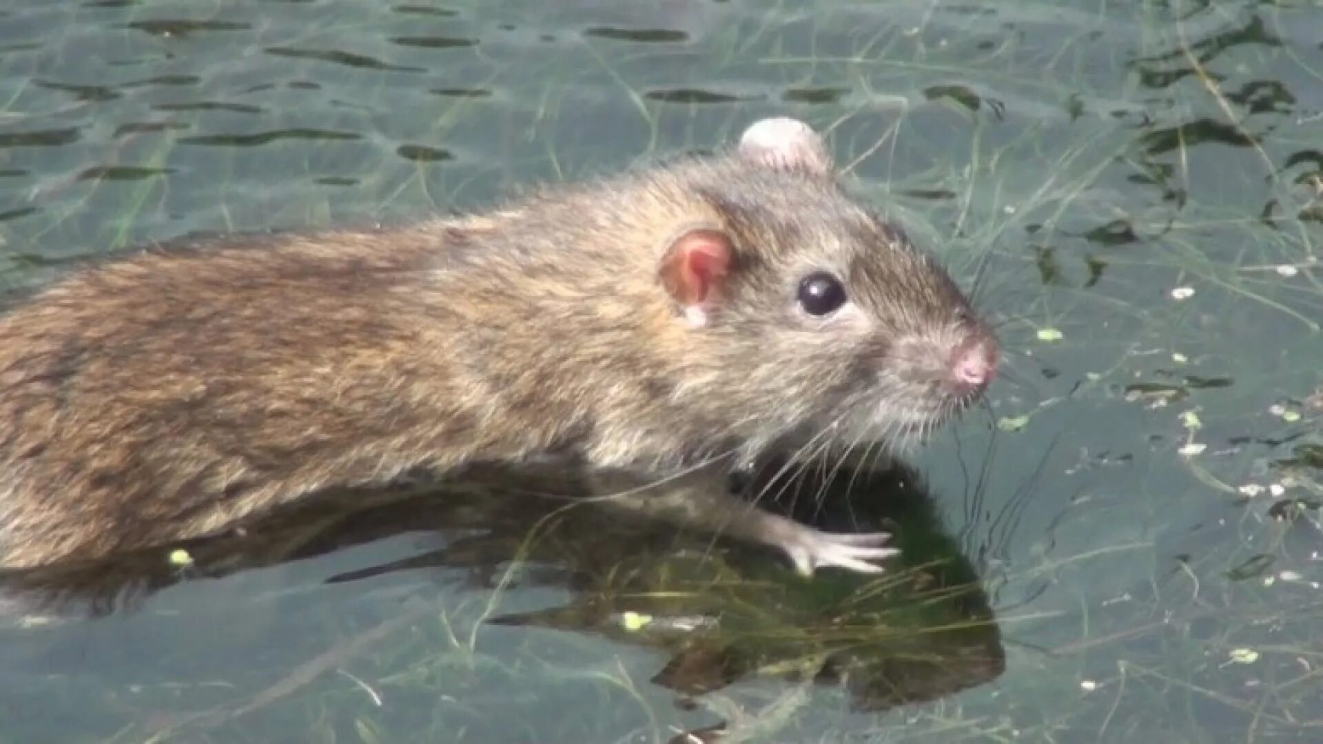 Водяная полёвка водяная крыса. Крыса полевка ондатра. Мышь полевка водяная. Водяная полёвка и ондатра. Можно ли крысам воду