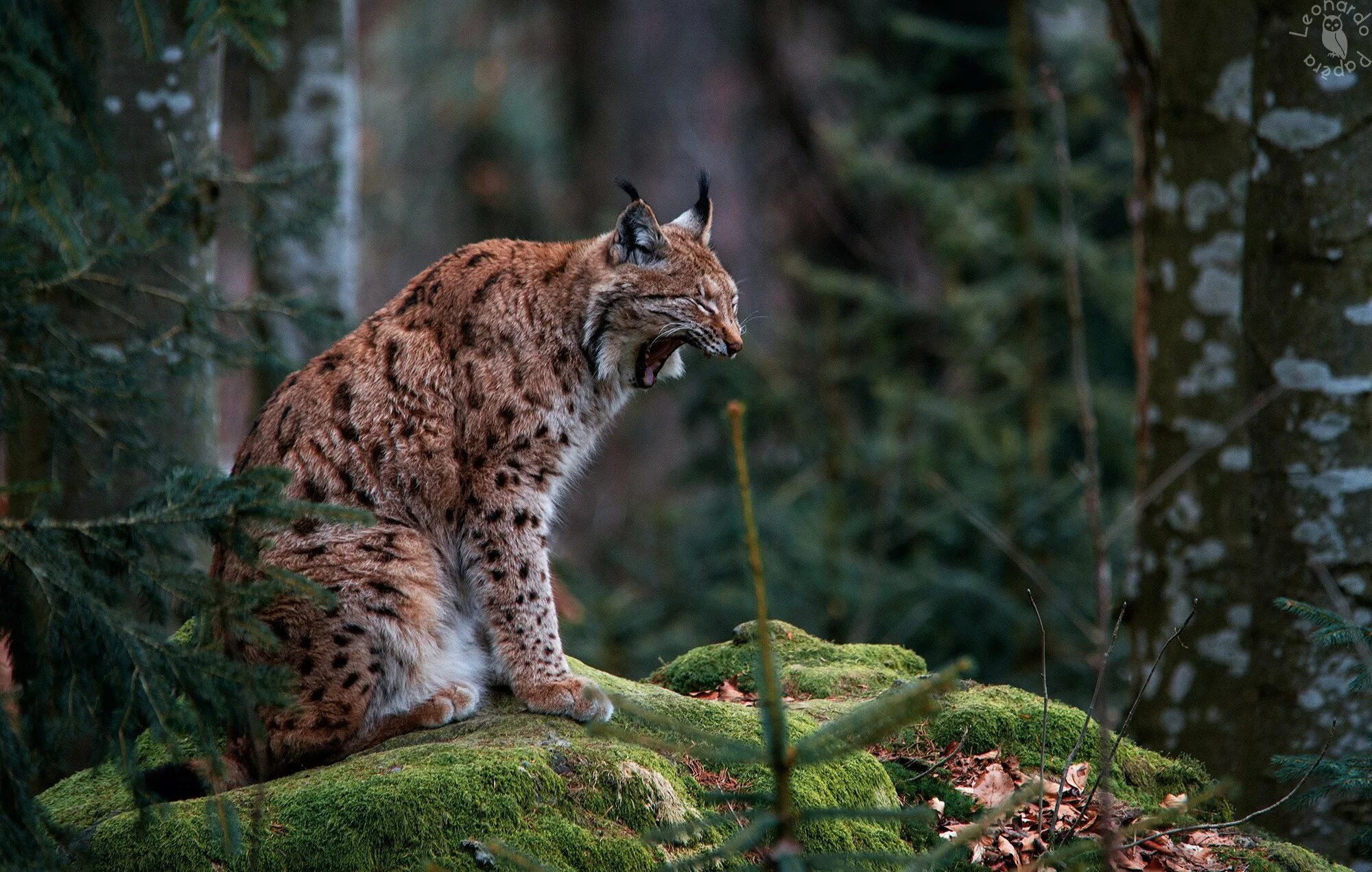 Рысь живет в лесу. Рысь таганай. Хищник в лесу. Рысь уссурийской тайги. Обыкновенная рысь.