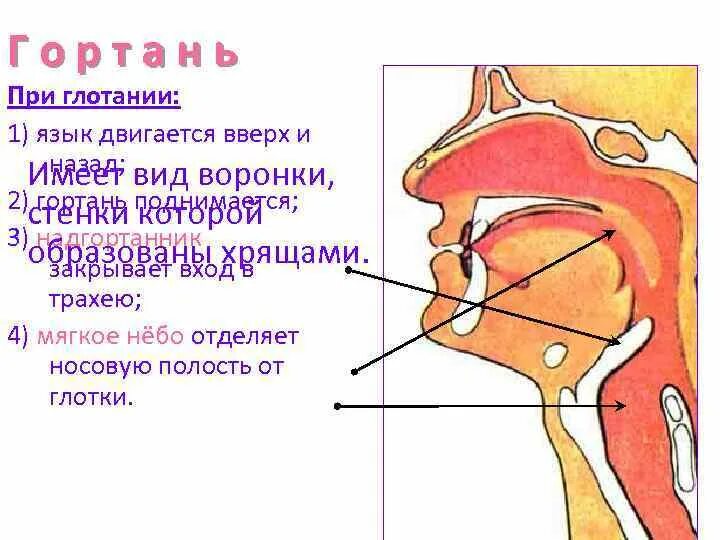 Надгортанник при глотании и дыхании. Надгортанник при глотании.