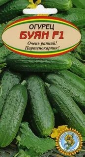 Сорта огурцов буян