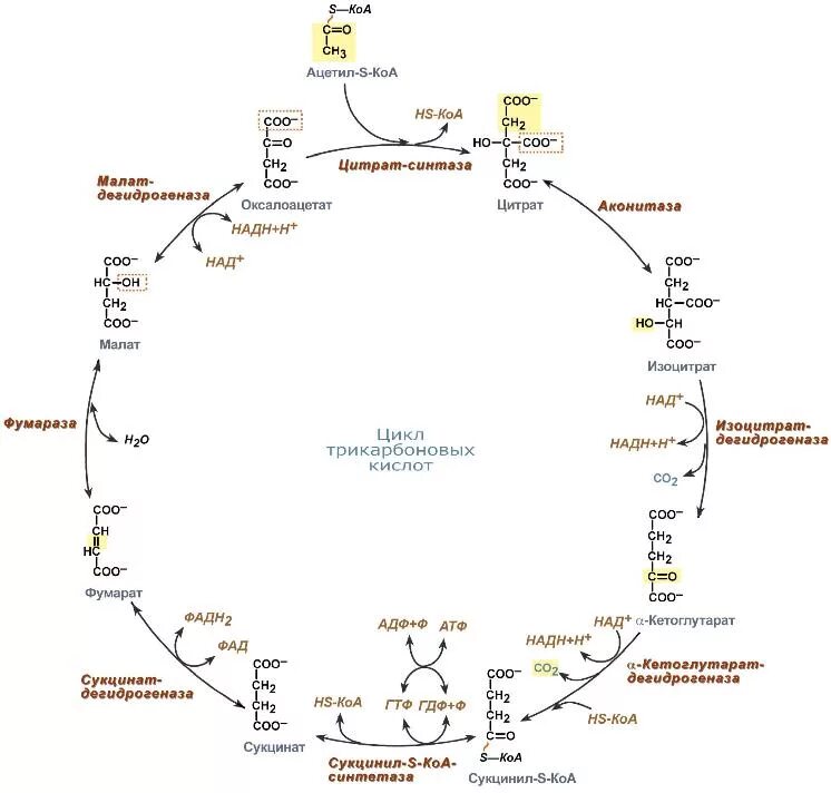 Ацетил коа фермент. Цикл трикарбоновых кислот схема. Цикл трикарбоновых кислот Кребса биохимия. Цикл Кребса биохимия реакции.