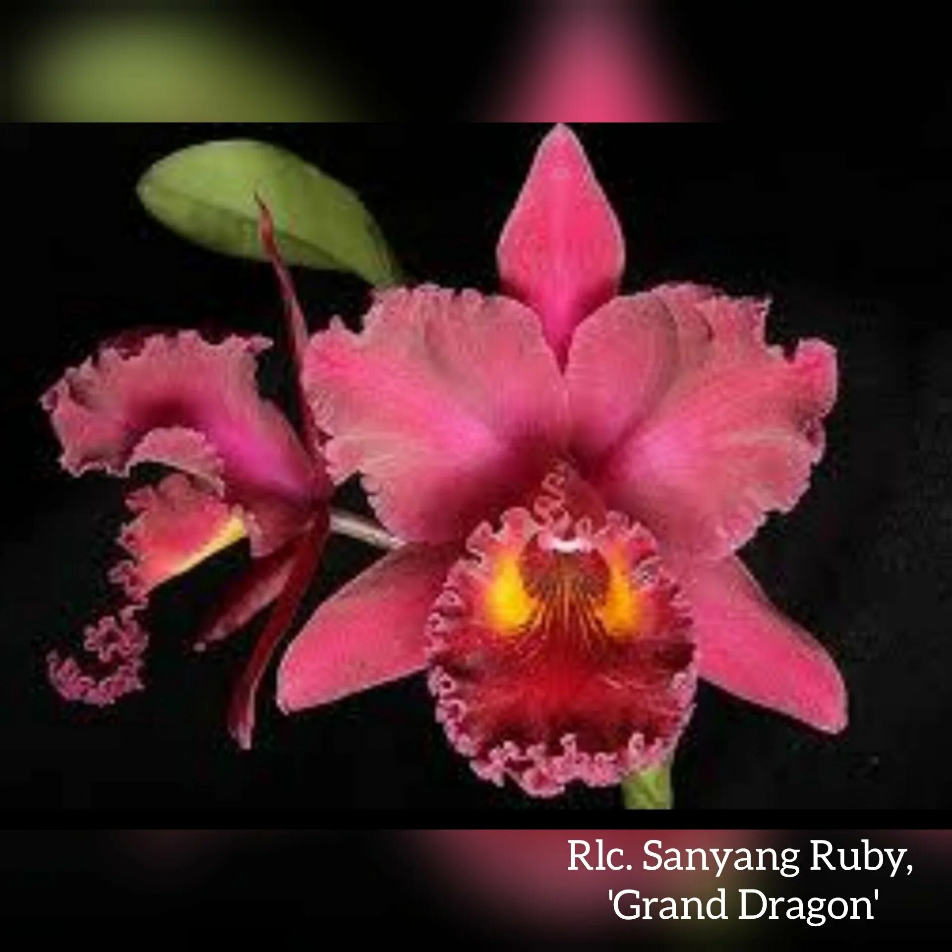 Орхидеи в танзании. Родич орхидея. Родич орхидея. Фаленопсис джойрайд. Каттлея grand dragon.