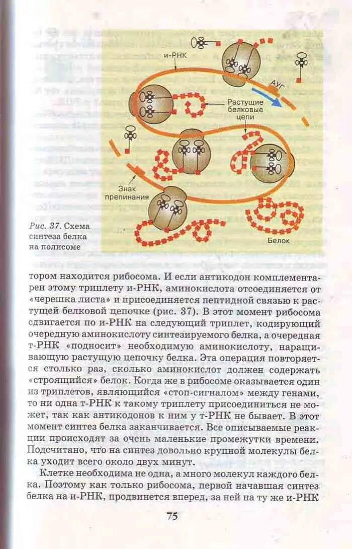 Биология 9 класс параграф 9 читать. Биология 9 класс 75 страница Пасечник. Страницы учебника по биологии 9 класс. Биология 9 класс учебник учебник. Учебник биологии 9 класс 75 стр.