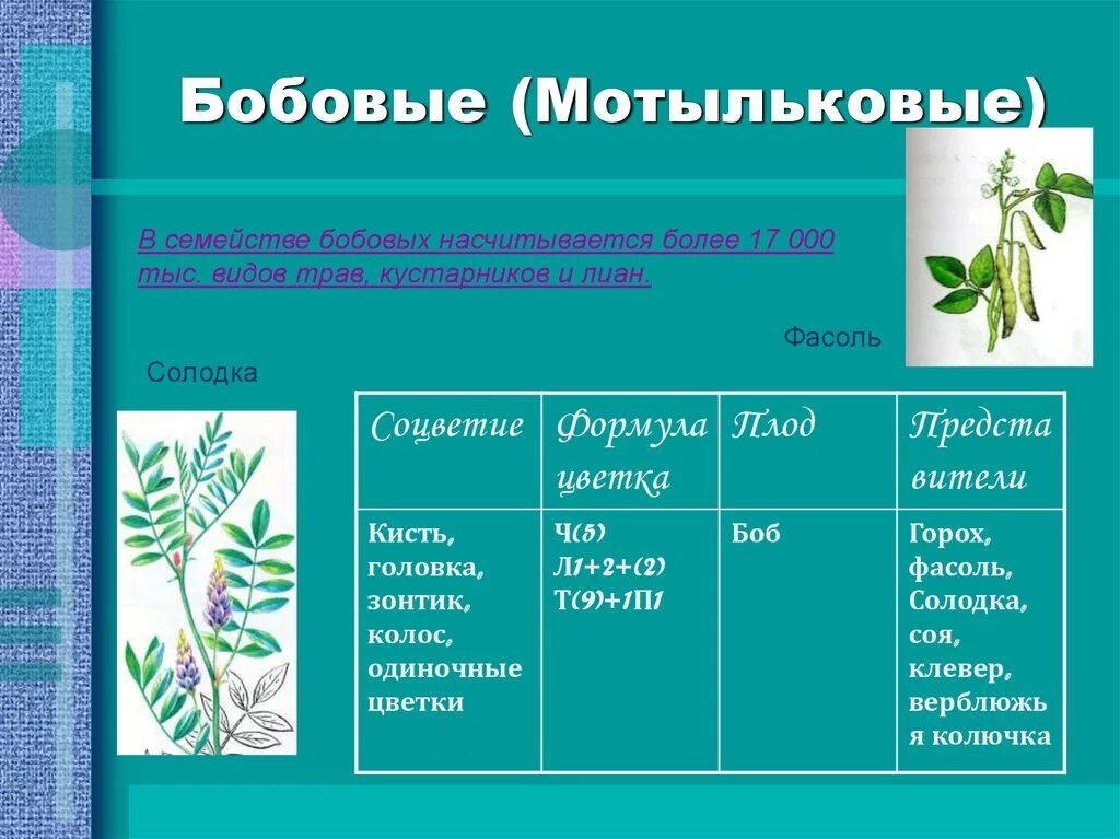 Семейство бобовых виды. Семейства покрытосеменных растений бобовые. Класс двудольные семейство бобовые представители. Класс двудольные семейство бобовые Мотыльковые. Двудольные растения семейства бобовые.