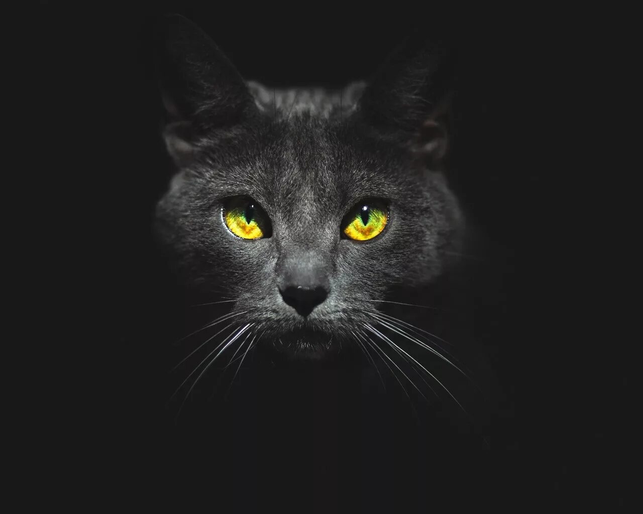 Глаза животных в темноте. Морда черного кота. кошка на черном фоне. глаза черной кошки. черный кот с серыми глазами.