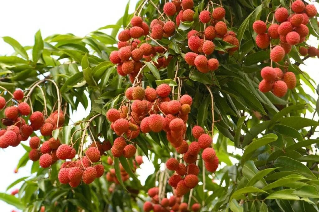 как растет личи фото дерево в природе. личи мадагаскарские. как растет личи фото дерево в природе. плодовое дерево личи. как растет личи фото дерево в природе.