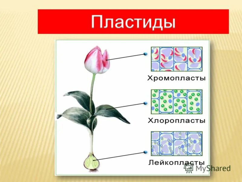 Что такое хромопласты 5 класс. Пигменты пластид растительной клетки. что такое пластиды в биологии 6 класс. пластиды: хлоропласты, хромопласты, лейкопласты. пигменты пластид.. типы пластид.