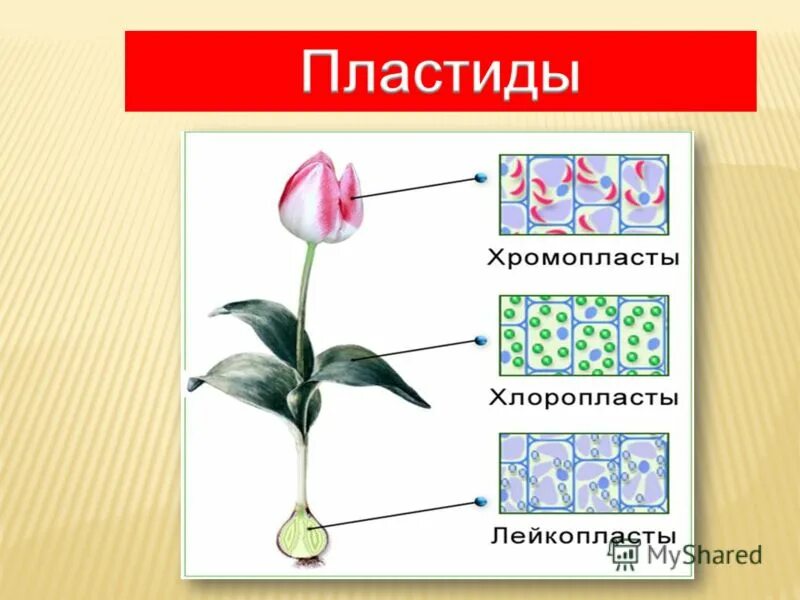 Красные хлоропласты. Пластиды пигменты пластид. Строение хлоропласта лейкопласта и хромопласта. Хлоропласты хромопласты лейкопласты. Пластиды хлоропласты хромопласты лейкопласты.