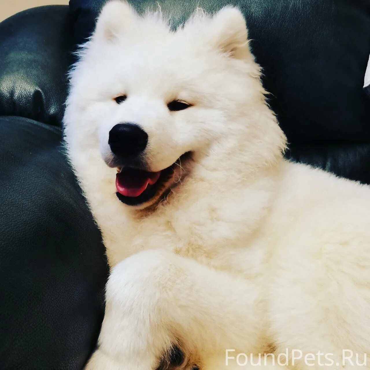 Самоед токен. Кличка для девочки самоеда. Собака самоед щенок девочка. Клички самоедов. Кличка для самоеда.