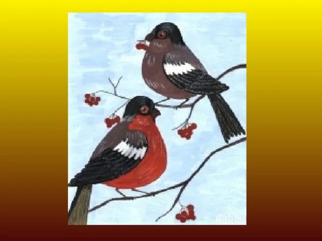 Снегирь кочующая птица. Описание снегиря. Внешний вид снегиря. Снегирь вьюрковые. Снегирь перелетная птица или зимующая.