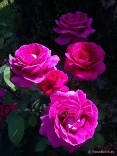 Big rose