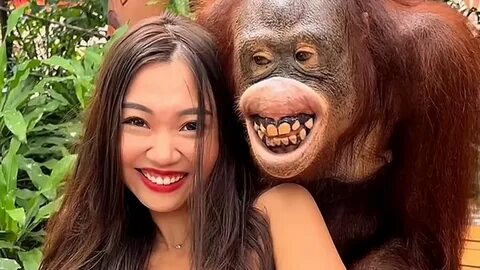 Orangutan harassed female tourist in Thailand. 