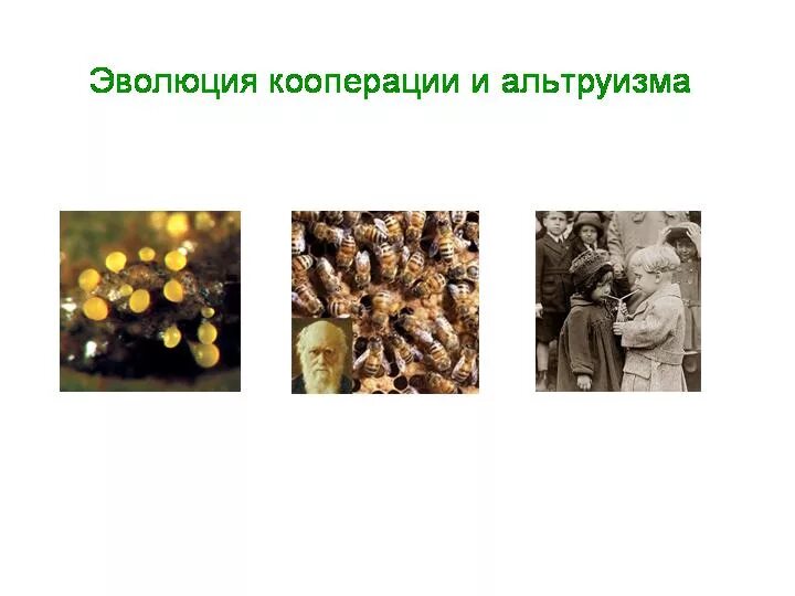 Эволюционное учение объясняет. Учение спенсера. Практическая философия. Эволюционная этика и альтруизм в живой природе презентация. Этика генетики презентация по философии.
