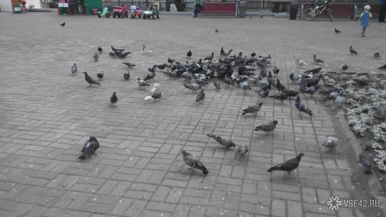 Голуби кемеровская область. Голубятников кемерово. Голубятня кемерово. Белые голуби в голубятне. Голубятники кемерово.