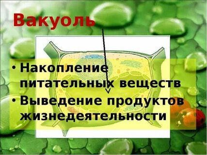 Накопление веществ