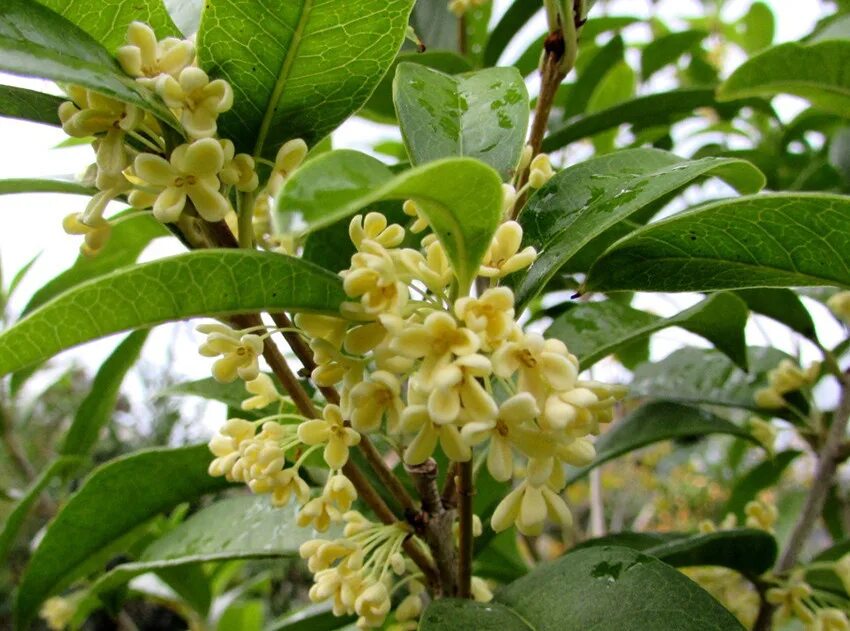 Османтус fragrans. Османтус дерево. Османтус куст. Духи османтус душистый. Золотой османтус дерево.