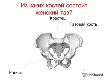 Что относится к тазовому поясу