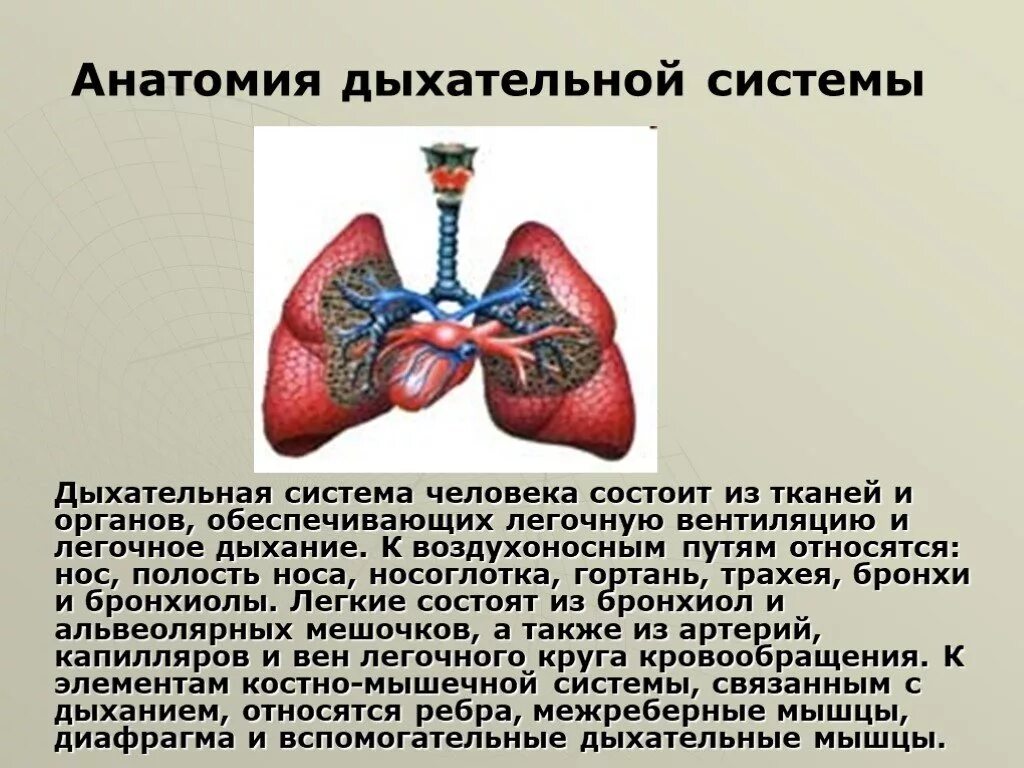 Легкие человека презентация. Дыхательная система. Дыхательная система человека. Система органов дыхания. Анатомия органов дыхания.