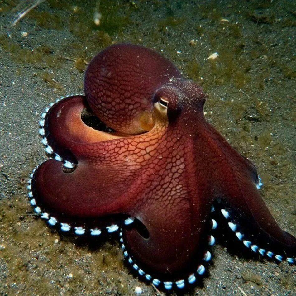 Длиннощупальцевый спрут. Осьминог octopus vulgaris. Осьминог тип животных. Морские головоногие моллюски. Осьминог пигмей.