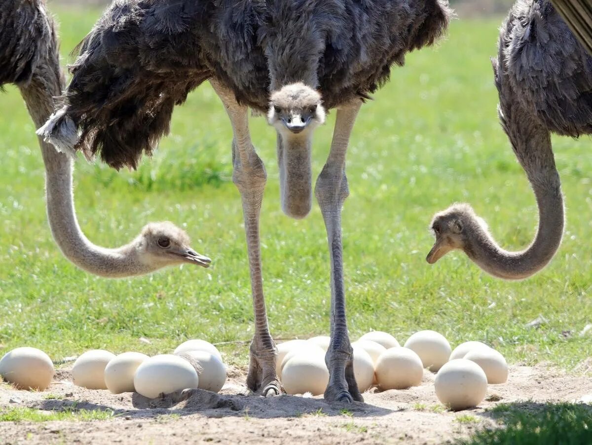 Африканский страус в саванне. Яйца нанду. Африканский страус высиживает яйца. Яйцо африканского страуса.