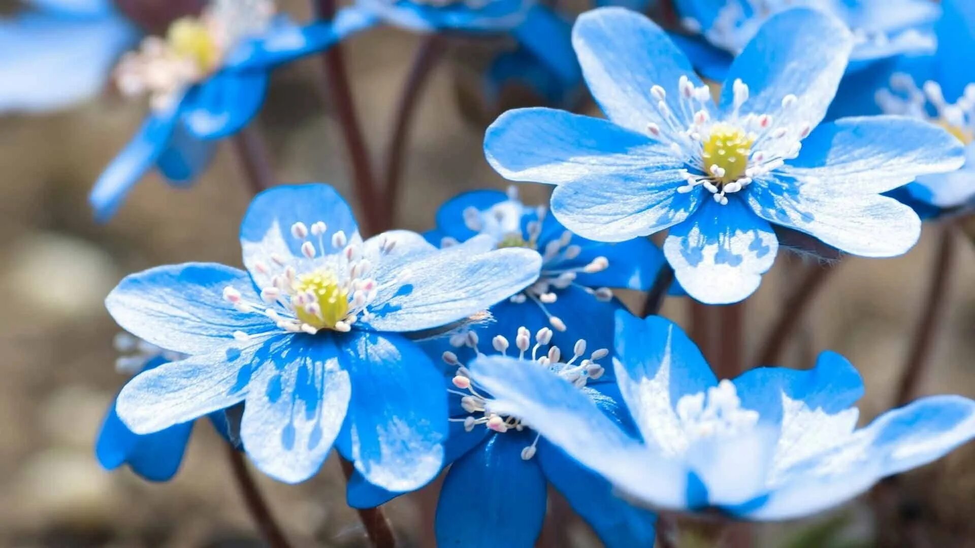 Выполнен в голубом цвете голубой. Подснежник печеночница. Синие подснежники печеночница. Пролеска Сибирская Крокус. Печеночница цветок.