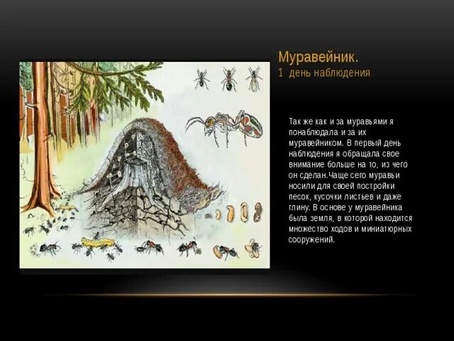 Интересные факты о муравейнике для детей. Как пишется слово муравейник. Муравей проверочное слово. Как пишется слово муравейник. Загадка про муравья.