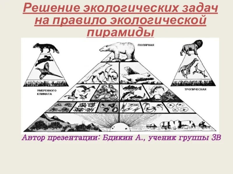 Экологическая пирамида задания. Задачи на экологические пирамиды. Задачи на правило экологической пирамиды. Решение задач на правило экологической пирамиды.