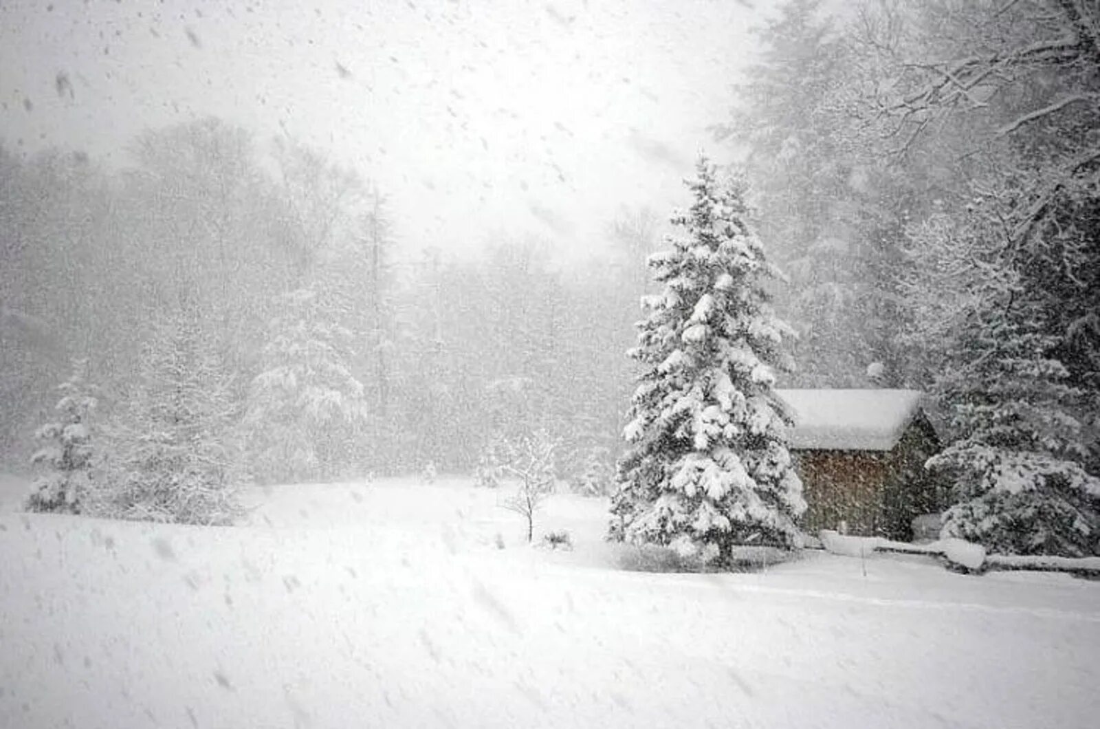 В пелене января. Снег идет. Зима метель. Зима снегопад. Падающий снег.