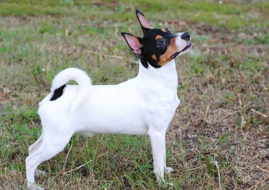 Той фокстерьер. Амертой фокстерьер. Той фокстерьер. Американский той-фокстерьер (той фокстерьер). Той фокстерьер гладкошерстный.