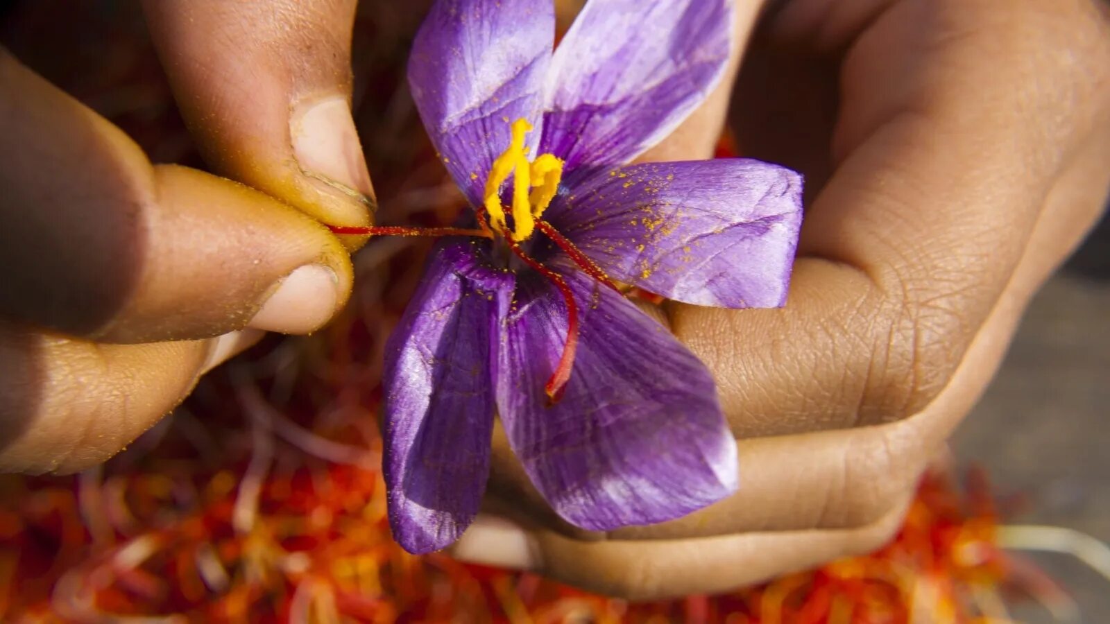 زعفران Safron. Шафран (пряность). Шафран вид сверху. Шафран фото.