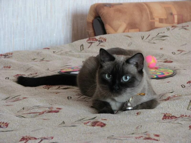 Отдам котенка сибирской породы. Отдам кошку нижний новгород. Отдам сиамского котенка. Сиамские коты в хорошие руки. Отдам кошку нижний новгород.