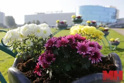 Хризантема минск