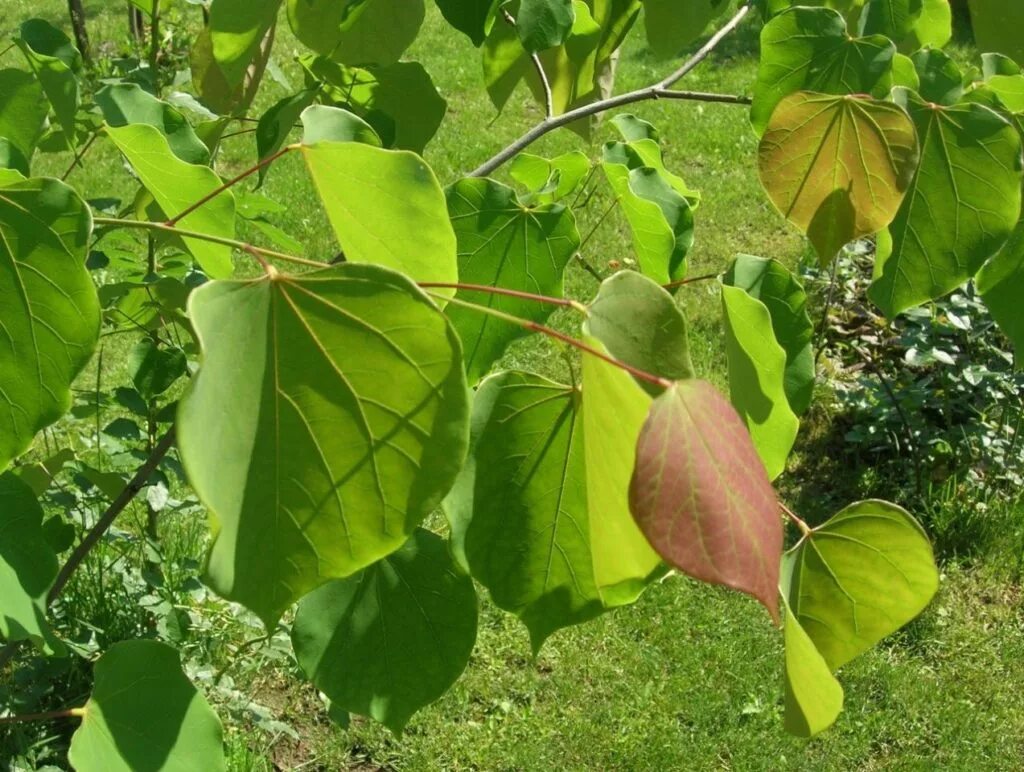 Дерево с огромными листьями. Cercis canadensis листья. Багрянник канадский листья. Церцис канадский листва. Церцис Европейский листья.