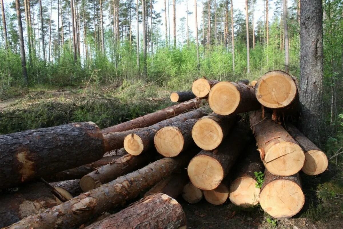 Рубка деревьев. Незаконная вырубка леса. срубленные деревья. незаконная рубка лесных насаждений. рубка леса.
